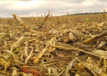 corn field