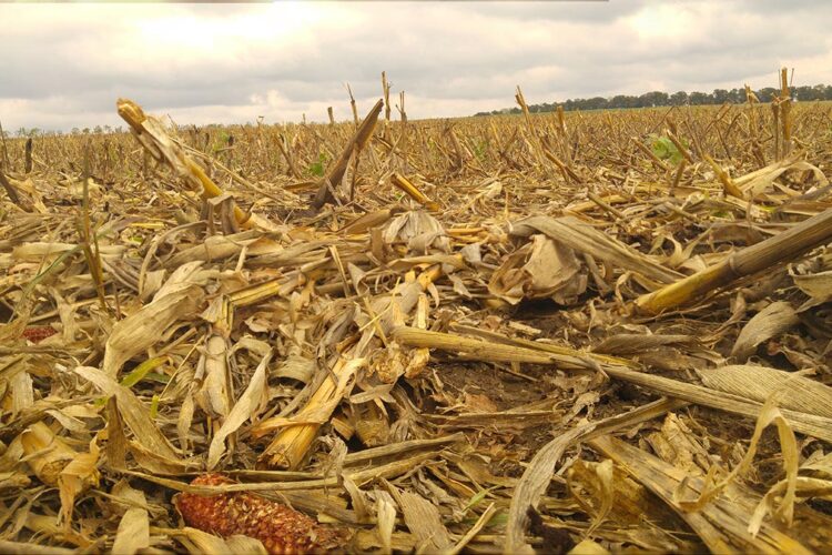 corn field