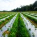 ag plastics field