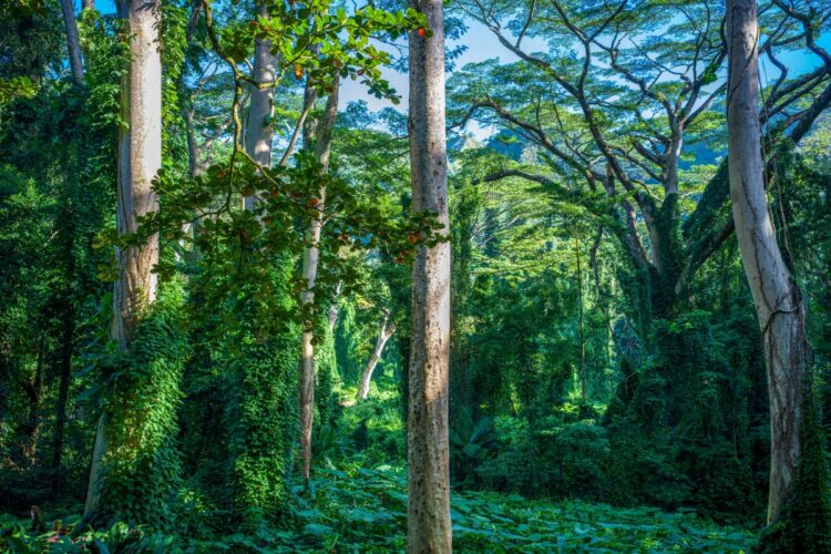 Rainforest