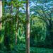 Rainforest